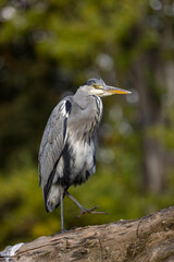 A Grey heron (Ardea cinerea) stands on a tree trunk