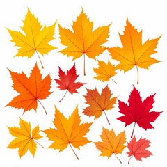 collection of yellow orange red maroon autumn maple leaves on white background