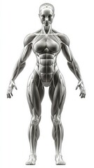 3D Rendering of a Female Figure Showcasing Muscle Maps Isolated on a White Background for Anatomical Study. Generative AI
