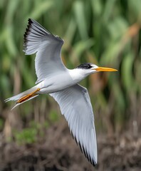 Obraz premium Elegant Bird in Flight Graceful Wings Bright Colors Majestic Nature Scenic Background