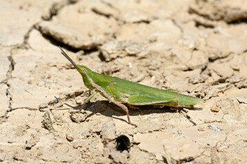 Gemeine Kegelkopfschrecke // Gaudy grasshopper (Pyrgomorpha conica) - Insel Milos, Kykladen, Griechenland