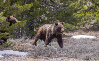 Grizzly Bear Sow and Cub in Grand Teton National Park Wyoming in Springtime