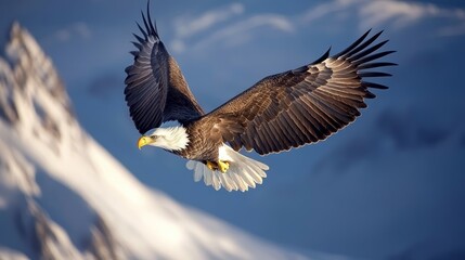 Obraz premium The Mighty Hunter : Bald Eagle Captured in Stunning 35mm Detail 