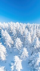 A serene aerial view of snow-covered pine trees under a clear blue sky, creating a picturesque winter landscape.