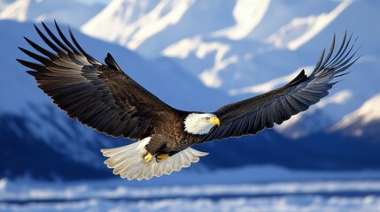 Obraz premium The Mighty Hunter : Bald Eagle Captured in Stunning 35mm Detail 