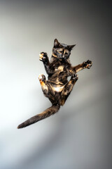 Funny action shot of a tortoiseshell cat mid-air, captured in a dynamic pose against a neutral background. Perfect for humorous, animal, or playful-themed projects.