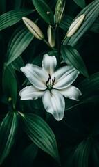 White lily blossom surrounded by dark green leaves.