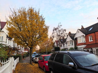 London, UK - 2023.11.23: A yellow tree with foliage on the pavement of an empty street in a normal residential area with semi-detached houses alongside parked cars during sunrise in Kew
