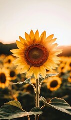 Obraz premium A single sunflower in a field of sunflowers.