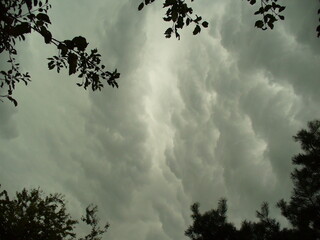 Grey stormy sky with rainy clouds and dark branches trees - natural composition. Topics: storm, threatening sky, weather, meteorology, atmosphere, air space, season, summer