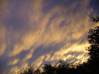 Colorful sky and clouds lit in yellow and orange during sunset and dark branches trees - natural composition. Topics: beauty of nature, evening, dusk, weather, meteorology, atmosphere, air space