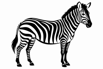 Zebra silhouette vector illustration on white background