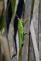 Gemeine Kegelkopfschrecke - Weibchen // Gaudy grasshopper (Pyrgomorpha conica) - Insel Milos, Kykladen, Griechenland