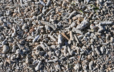 Natural coral pieces on Mauritius Indian ocean shore.