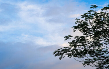 View of tree and sky from the ground.