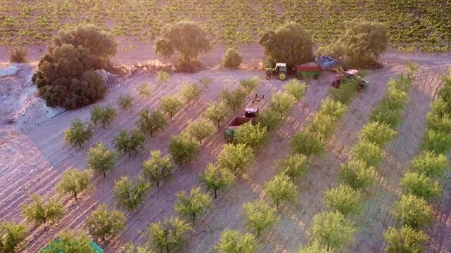 AGRICULTORES RECOLECTANDO ALMENDRAS