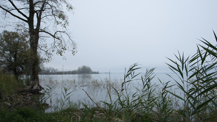 Thick fog blankets the lake, while grass and trees line the shore, softly fading into the mist, creating a peaceful, ethereal scene.