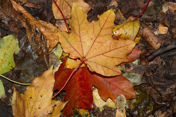Kolorowe jesienne liście © Krzysztof