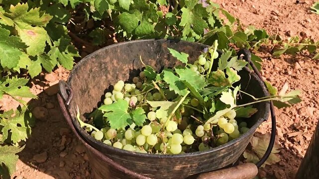 VENDIMIADOR COGIENDO UVAS