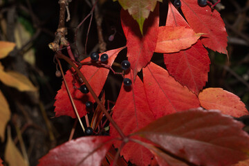 Kolorowe jesienne liście © Krzysztof
