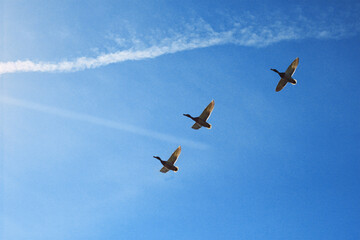 Three birds in flight across a clear blue sky, captured in mid-air with a contrail in the background. A perfect representation of freedom, movement, and nature in an open, expansive setting.