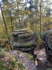 wooden bridge in the forest