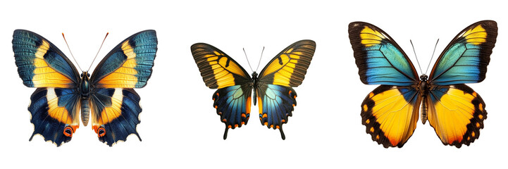 Obraz premium Set of blue yellow orange butterfly isolated on a transparent background