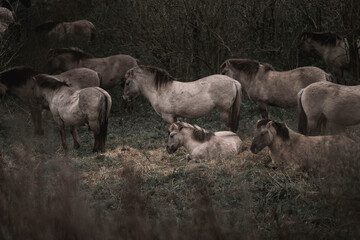 Konik horse breed living in herd pony Netherlands