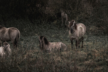 Konik horse breed living in herd pony Netherlands © PIC by Femke