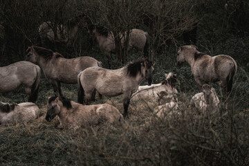 Konik horse breed living in herd pony Netherlands © PIC by Femke