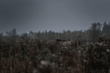 konik horse dark photo © PIC by Femke