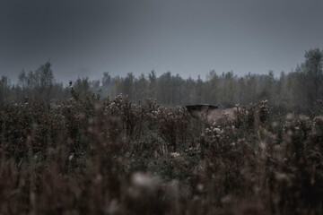 konik horse dark photo © PIC by Femke