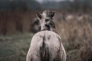 Konik horse breed living in herd pony Netherlands © PIC by Femke