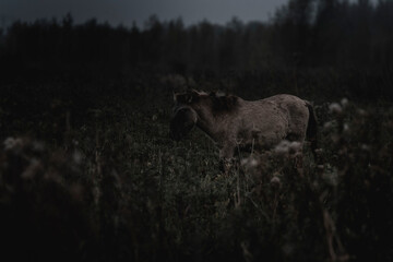 Konik horse breed living in herd pony Netherlands © PIC by Femke