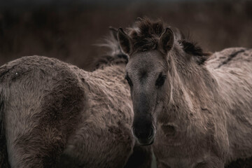 Konik horse breed living in herd pony Netherlands © PIC by Femke