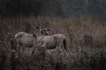 Konik horse breed living in herd pony Netherlands © PIC by Femke