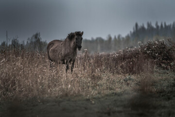 Konik horse breed living in herd pony Netherlands © PIC by Femke