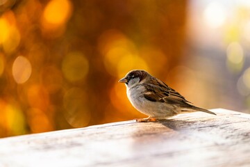 house sparrow in autumn colors