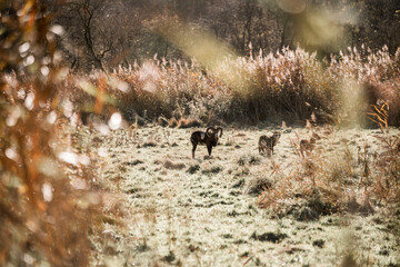 mouflon animal wildlife netherlands goat