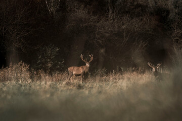deer in nature wildlife netherlands