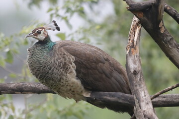 This stunning photograph captures a peafowl peacock in full display, showcasing its vibrant,...