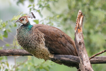 This stunning photograph captures a peafowl peacock in full display, showcasing its vibrant, iridescent plumage. With its vivid blue neck, striking eyespots, and elegant fan of feathers, the peacock 