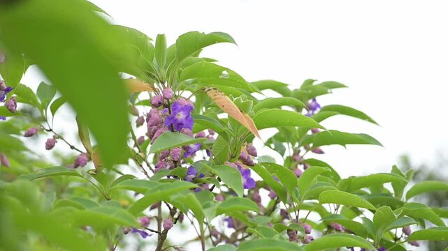 Flowers of karvi with bright white sky at background. Leaves and flower swaying by wind.