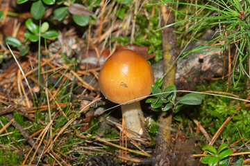 Grzyb wśród runa leśnego