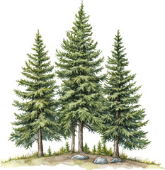 Obraz premium Group of tall evergreen trees, forest nature illustration 
