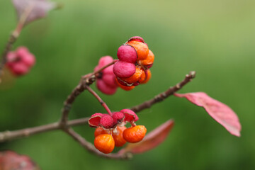 Berries of a hawthorn bush (Euonymus europaeus)