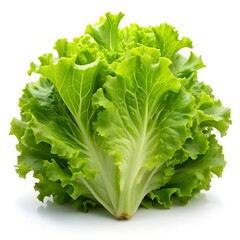 lettuce isolated on white background