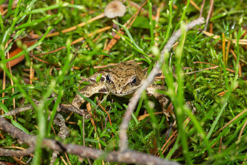 Żaba w poszyciu leśnym