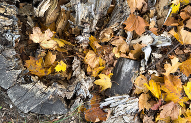 Brown and yellow autumn leaves lie on the ground in a thick carpet. Top view