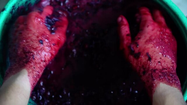 Close-up of hands stained with grape juice, holding freshly crushed grapes during the winemaking process. 4k video of manual labor of traditional winemaking